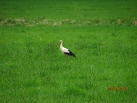 IMG_1452.jpg, 25kB